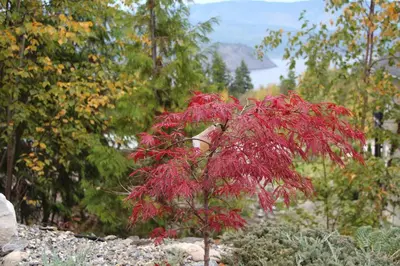 a red tree in the middle of a garden at Selah Retreat Guesthouse B&B in Sorrento