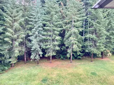 an aerial view of a forest of pine trees at The BIRDs NEST in the Benchlands in Whistler