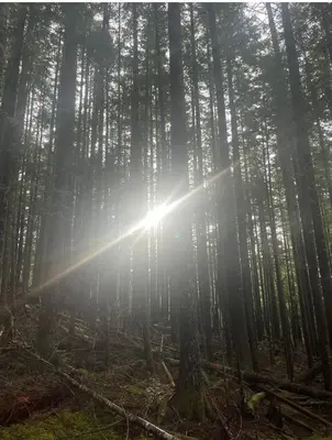 a forest with the sun shining through the trees at Brickwood Cabin in Sayward