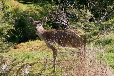 a deer standing on top of a grass field at Oceanview Guest Suite with Large 2 Person Soaker Tub in Nanoose Bay