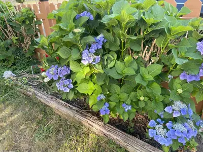 a garden with blue flowers and green plants at Vancouver Central Green Studio in Vancouver