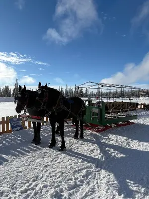 two horses pulling a sleigh in the snow at Gone Ski 'Inn in Big White