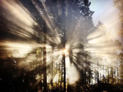 a picture of the sun shining through trees at The Grove B&B Mayne Island in Mayne Island