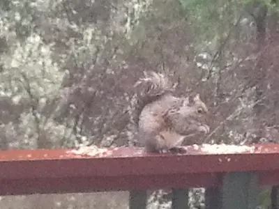 a squirrel sitting on top of a fence at Wisteria Honeymoon Cottage in Sooke