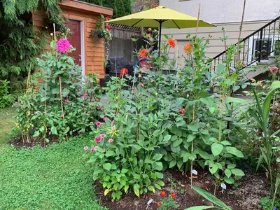 a garden with flowers and an umbrella in front of a house at Awesome 2BR in Lynn Valley in North Vancouver