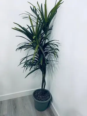 a potted plant sitting on the floor next to a wall at Modern 2 bedroom guest suite in Calgary