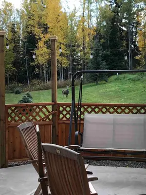 a deck with two chairs and an animal in a field at Simcoe B&B - Incredible vacation suite in Smithers