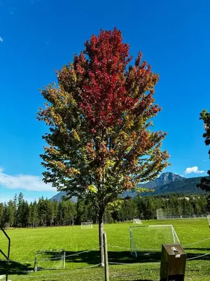 a tree in the middle of a field at Luxury Rocky Mountain Glamping in Golden Canada Family Friendly AC Campfire Northern Lights Stargazing in Golden