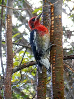 a red bird is sitting on a tree branch at Eagle's Nest Resort in Anahim Lake