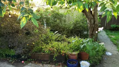 a garden with pots of plants and a tree at Craftsman Home in popular East Village in Vancouver