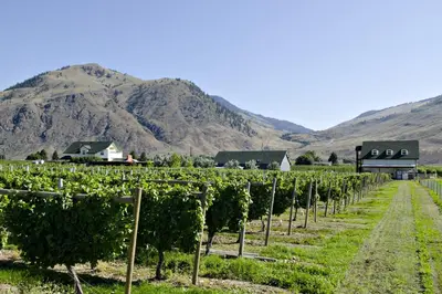 a row of vines in a vineyard with mountains in the background at Crowsnest Vineyards Guesthouse in Keremeos