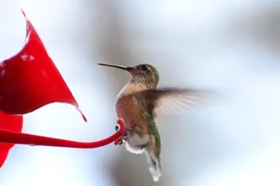 a hummingbird feeding from a red bird feeder at Desert Pines Holiday Getaway in Peachland