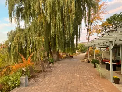 a weeping willow tree hanging over a brick walkway at Blackbird Glen Bed and Breakfast, Glenmore, Kelowna, BC in Kelowna