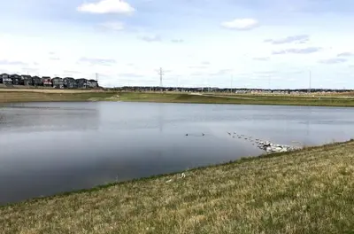a group of ducks swimming in a lake at Francis' Home Stay in Calgary