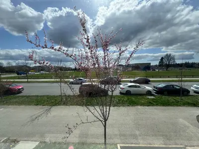 a tree with pink flowers in a parking lot at Sweet home 2 bedroom suite in Surrey