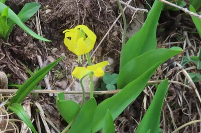 a yellow flower on the ground at Friendly Footprint in Golden