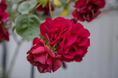 a bunch of red flowers in a vase at Vancouver Cozy Cove in Vancouver