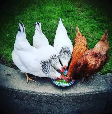 two chickens eating food out of a plate at Simply Suite - Sua Casa Longe de Casa in YYJ