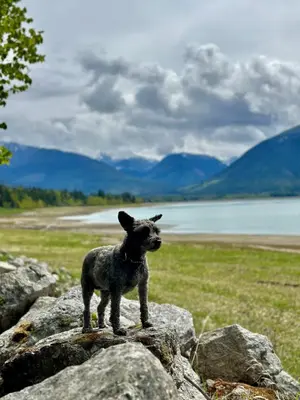 a small black dog standing on a pile of rocks at Tea Time Lakeside in Fauquier