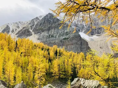 an autumn view of a mountain with trees at Sparrowhawk Mountain Resort in Dead Man's Flats