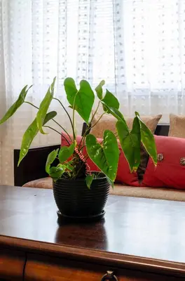 a plant in a black pot on a table at Close to YVR! Convenient 3BR Stay for Every Occasion in Vancouver