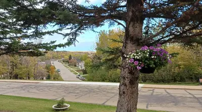 a tree with a pot of flowers hanging from it at Athabasca Hillside Motel in Athabasca