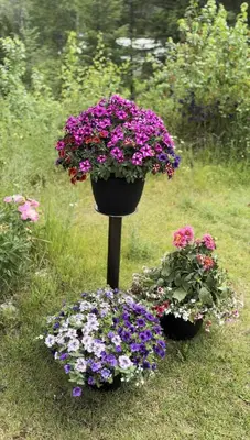 two black pots filled with flowers in a garden at Hotel Civilia Lakeside by Civilia Golf Retreat in Clearwater