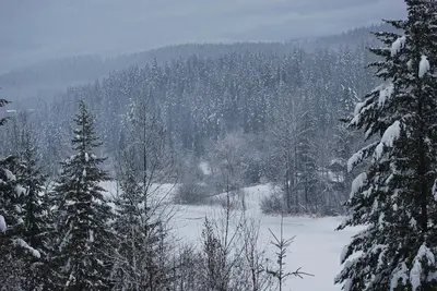 a view of a snow covered forest with a lake at Hotel Civilia Lakeside by Civilia Golf Retreat in Clearwater