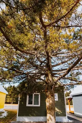 a large tree in front of a house at Baldy- Modern tiny home in historic Nordegg in Nordegg