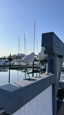 two seagulls standing on top of a wooden dock at Victoria's Family Oceanside Retreat, brand new 2br basement in Colwood