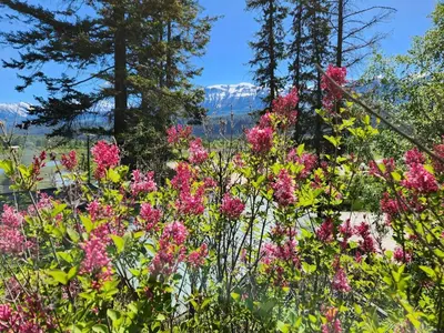 a field of pink flowers with mountains in the background at Alpenrose 4, Hottub, Mountains View, AC, sleep 5 in Golden