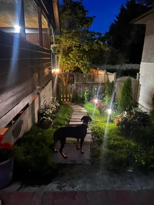 a dog standing in a garden at night at Deep Cove holiday in North Vancouver