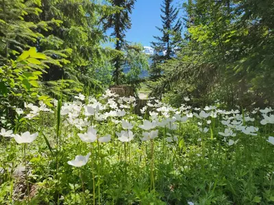 a field of white flowers in the woods at Alpenrose 100 King bed Hottub Mountains Views in Golden