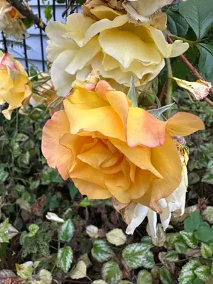 a group of yellow and orange flowers on a plant at Sweet Home Alert Bay in Alert Bay
