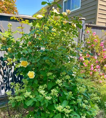a bush of flowers in front of a house at Richmond home sweet home in Richmond