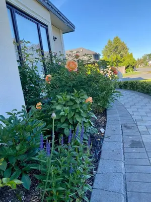 a garden with orange flowers next to a house at Richmond home sweet home in Richmond