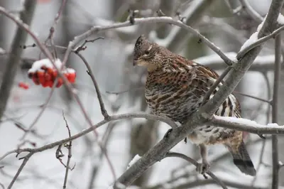 a bird perched on top of a tree branch at Remo Ridge Bed N Breakfast in Terrace