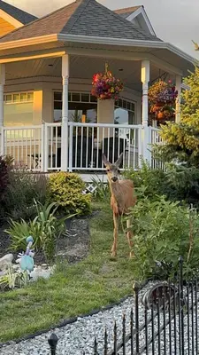 a deer standing in front of a house at Relaxing Lakeview 2 bedroom entire suite in Kelowna