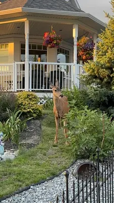 a deer standing in front of a house at SHARED Lakeview Peaceful 2BR Stay in Beautiful Kelowna in Kelowna