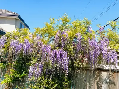 a bunch of purple flowers on a fence at Sakura Stay two bedrooms with a private bathroom in Richmond