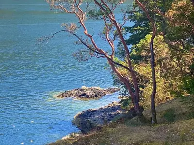 a view of a body of water with trees at Malahat Fairyland Cottage in Malahat