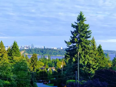 a large pine tree on the side of a road at Queens Suite in West Vancouver