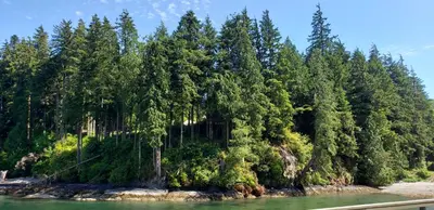 a group of trees on the shore of a river at A Shack In The Woods in Port Renfrew