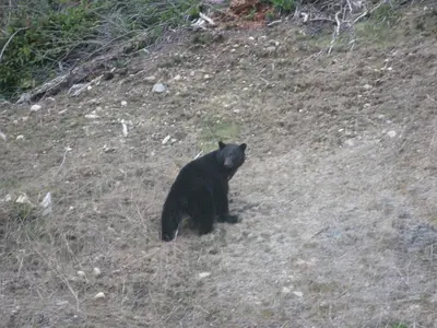 a black bear sitting on the side of a hill at A Shack In The Woods in Port Renfrew
