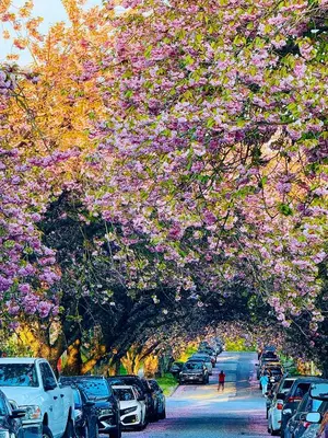 a bunch of cars parked under a tree with purple flowers at Roger & May's Cabin in Vancouver