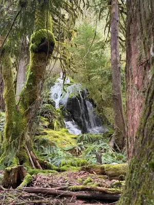 a waterfall in the middle of a forest at Eagles Nest - epic blufftop cabin Squamish in Upper Squamish