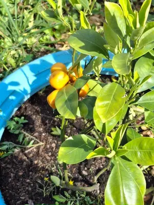 a small tree with yellow fruits on it at Blue Villa by the Sea in Sechelt