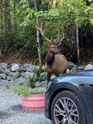 a deer with large antlers standing next to a car at Mile 77 Cottages in Youbou
