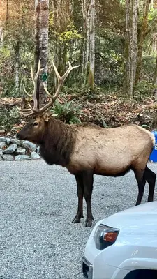 a deer standing on the road next to a car at Mile 77 Cottages in Youbou