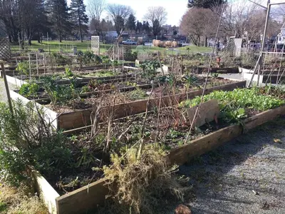 a group of raised garden beds with plants at One Bedroom Suite in perfect location Vancouvers Mount Pleasant in Vancouver